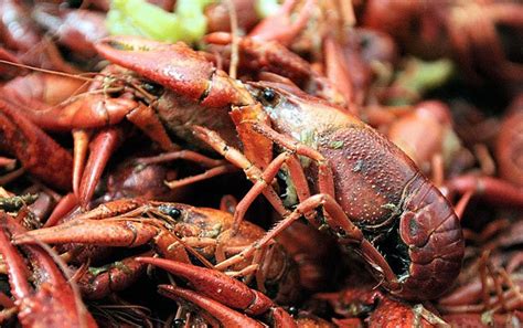 crawfished a bet|Urban Dictionary: Crawfish.